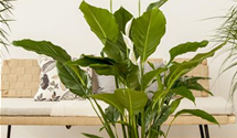 Spathiphyllum floribundum