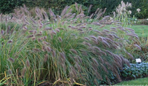 Pennisetum alopecuroides 'Cassian'