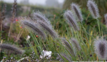 Pennisetum alopecuroides 'Cassian'