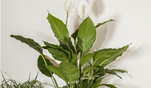 Spathiphyllum floribundum