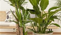 Spathiphyllum floribundum