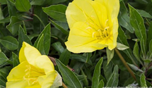 Oenothera macrocarpa (missouriensis)