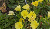 Oenothera macrocarpa (missouriensis)
