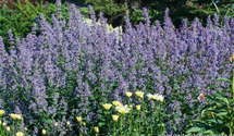 Nepeta grandiflora 'Bramdean'