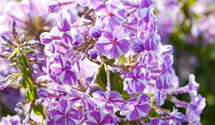 Phlox subulata 'Candy Stripes'