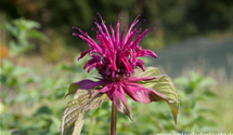 Monarda fistulosa 'Gewitterwolke'