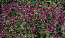 Monarda fistulosa 'Gewitterwolke'