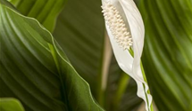 Spathiphyllum floribundum