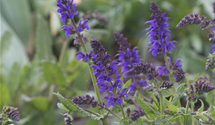Salvia nemorosa 'Viola Klose'