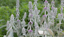 Stachys byzantina 'Big Ears'