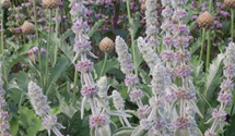 Stachys byzantina 'Big Ears'