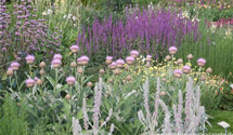 Stachys byzantina 'Big Ears'