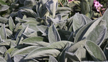 Stachys byzantina 'Big Ears'