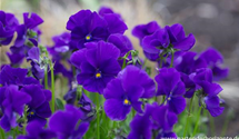 Viola cornuta 'Martin'