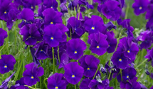 Viola cornuta 'Martin'