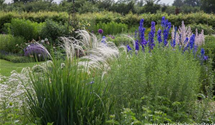 Stipa pulcherrima