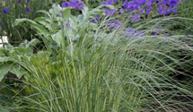 Stipa pulcherrima
