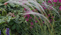 Stipa pulcherrima