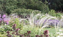 Stipa pulcherrima