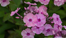 Phlox paniculata 'Landpartie'