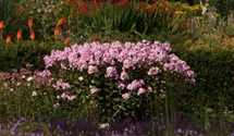 Phlox paniculata 'Landpartie'