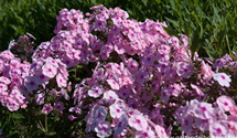 Phlox paniculata 'Landpartie'
