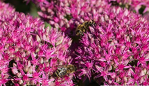 Sedum spectabile 'Carl'