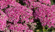 Sedum spectabile 'Carl'