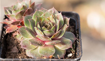 Sempervivum marmoreum 'Smaragd'