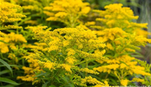 Solidago 'Strahlenkrone'