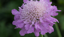 Scabiosa columbaria 'Pink Mist'