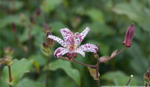 Tricyrtis hirta 'Tojen'