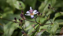 Tricyrtis hirta 'Tojen'