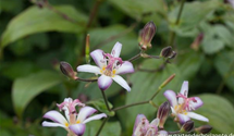Tricyrtis hirta 'Tojen'
