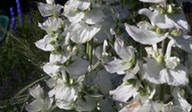 Salvia sclarea var.turkest.'Vatican White'