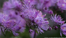 Thalictrum aquilegifolium 'Black Stockings'