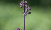 Thalictrum aquilegifolium 'Black Stockings'