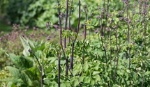 Thalictrum aquilegifolium 'Black Stockings'
