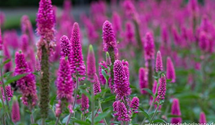 Veronica spicata 'First Love'