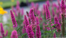 Veronica spicata 'First Love'