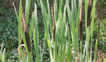 Typha latifolia