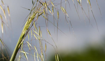 Stipa gigantea