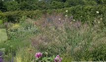 Stipa gigantea