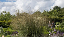 Stipa gigantea