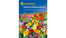 Sommerblumen, niedrig duftend