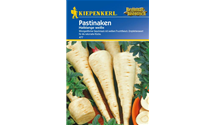 Pastinaca sativa 'Halblange Weiße'