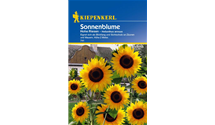 Helianthus annuus 'Hohe Riesen'