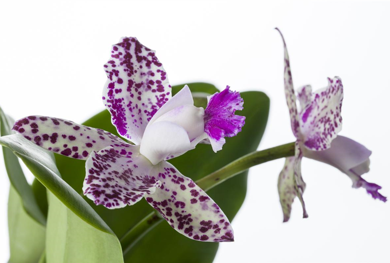 Cattleya (großblumig)