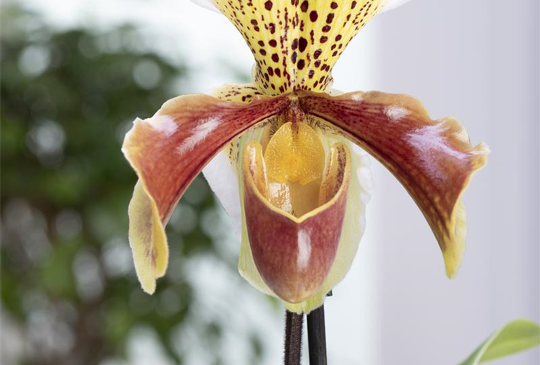 Paphiopedilum Multiflower