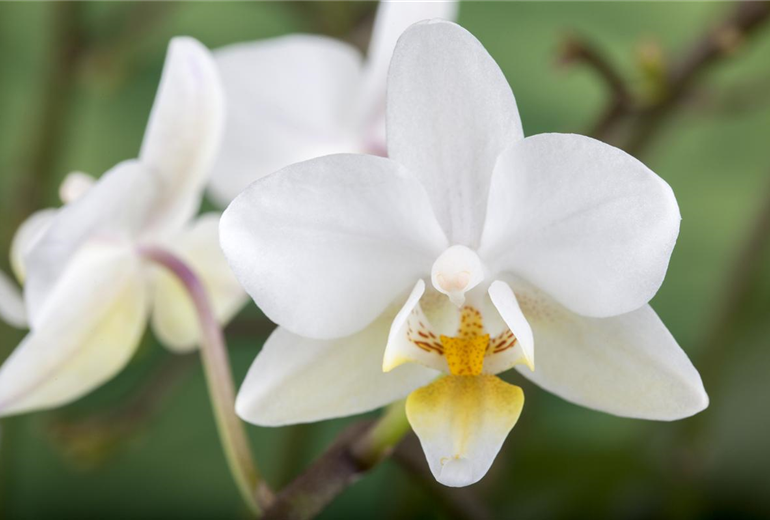 Phalaenopsis 'Wild Orchid'